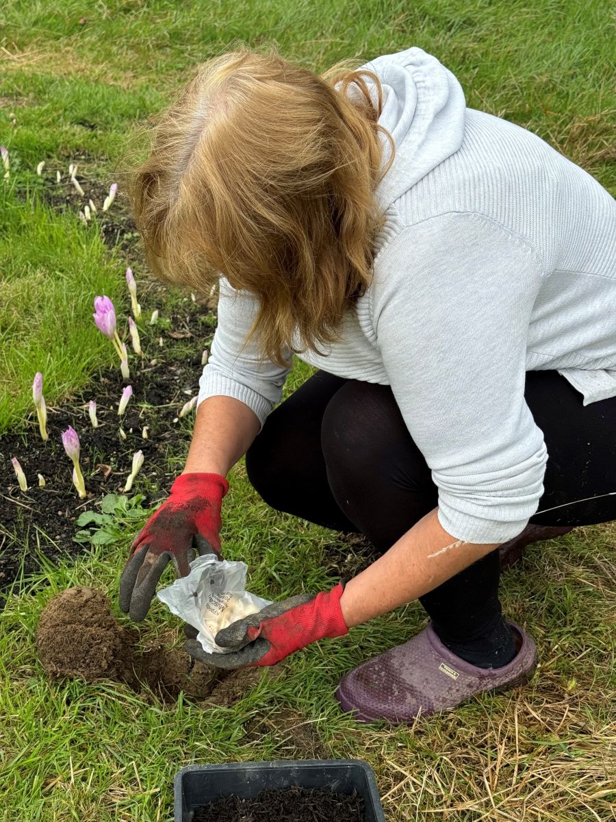 Photos of planting