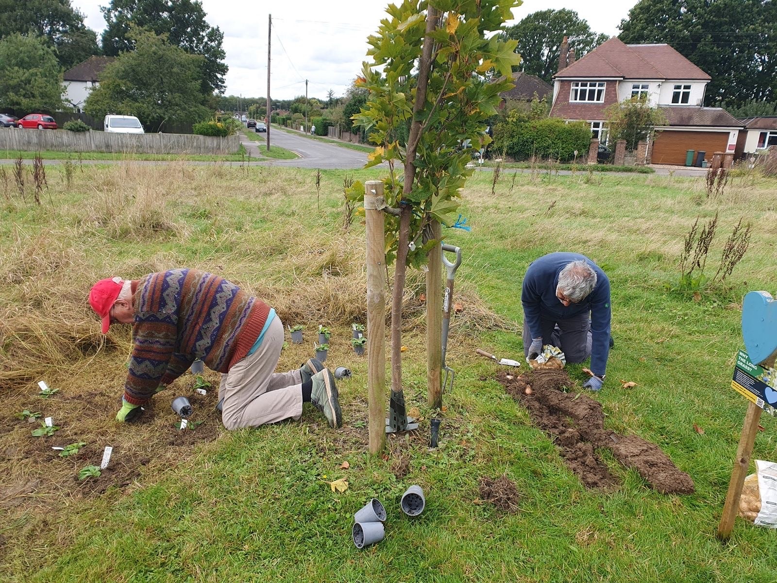 Photos of planting